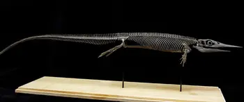 VWUVWU Xinpusaurus מודל Thalattosauria דינוזאור חיה פסל אספן GK זירת קישוט מתנת יום הולדת למבוגרים צבוע צעצוע